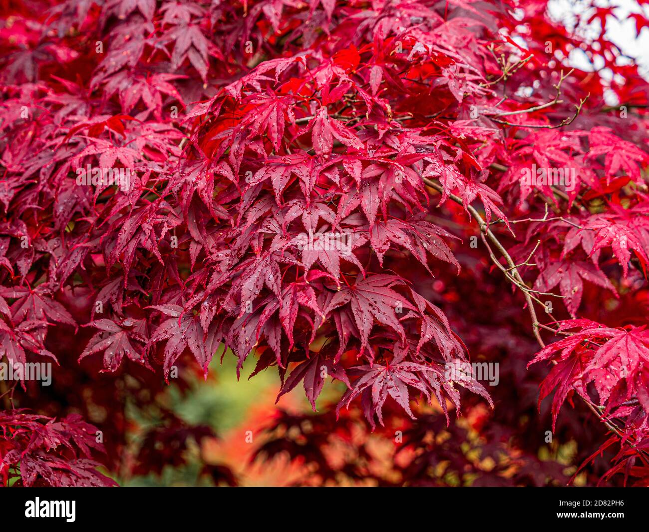Hojas rojas del arbusto deciduo Acer palmatum 'Bloodgood' en otoño. Foto de stock