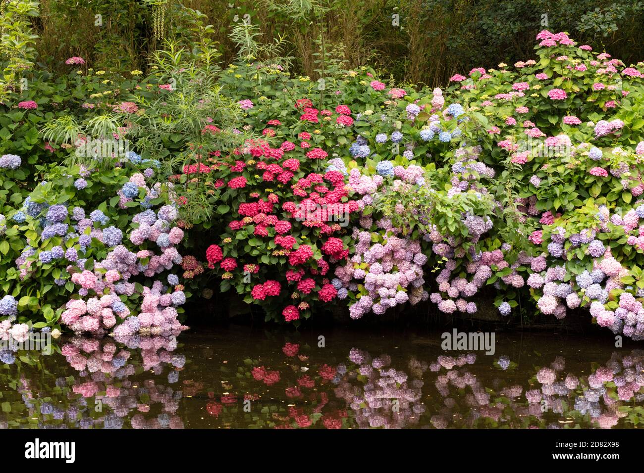 Hortensias de diferente color creciendo junto a un arroyo en Irlanda. Foto de stock