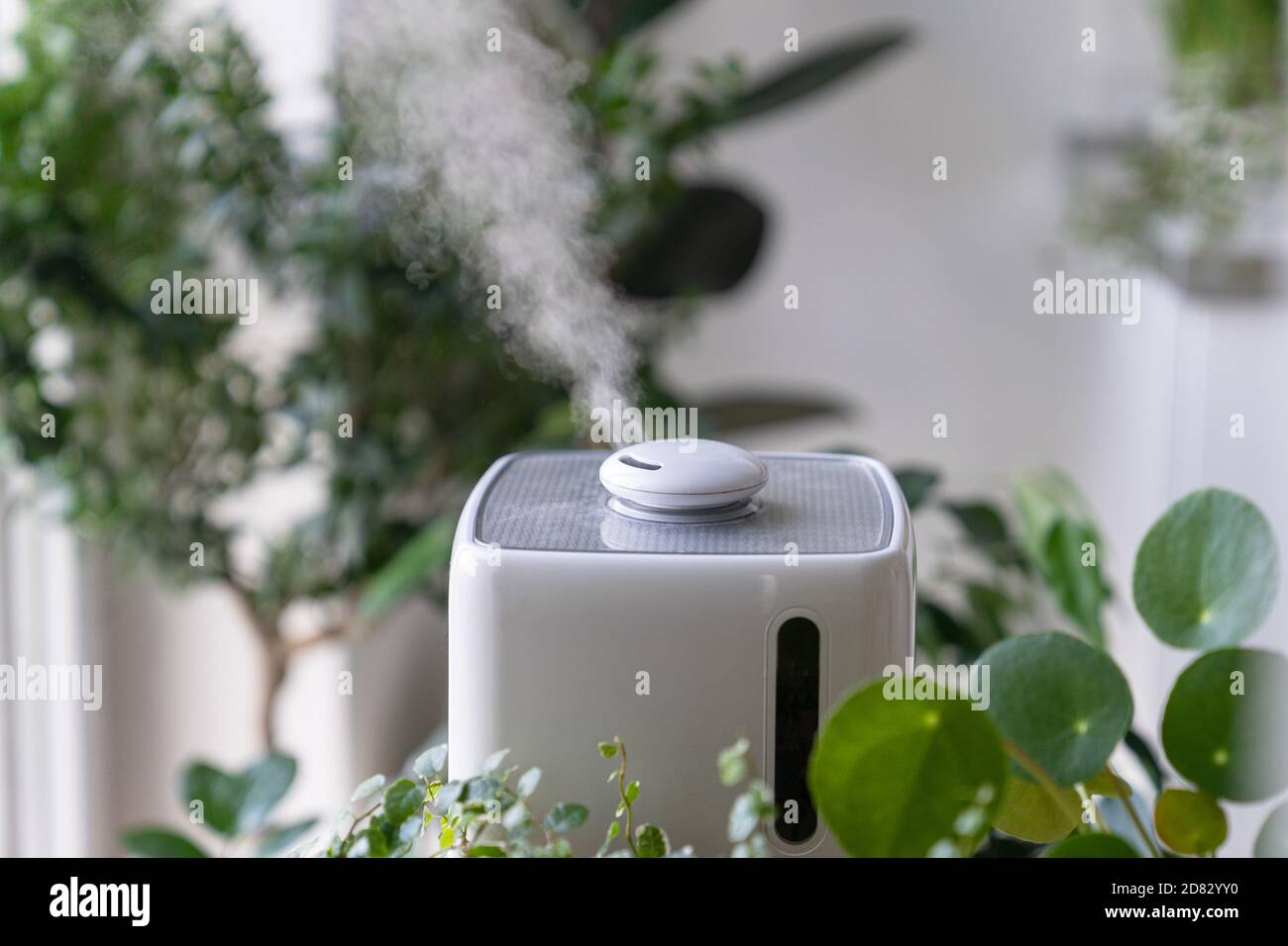 Vapor De Humedad Humidificador Humedad Aire Seco Rodeado De Plantas  Interiores. Cuidado De Plantas En Huertos Domésticos Imagen de archivo -  Imagen de humedezca, ambiente: 235611453