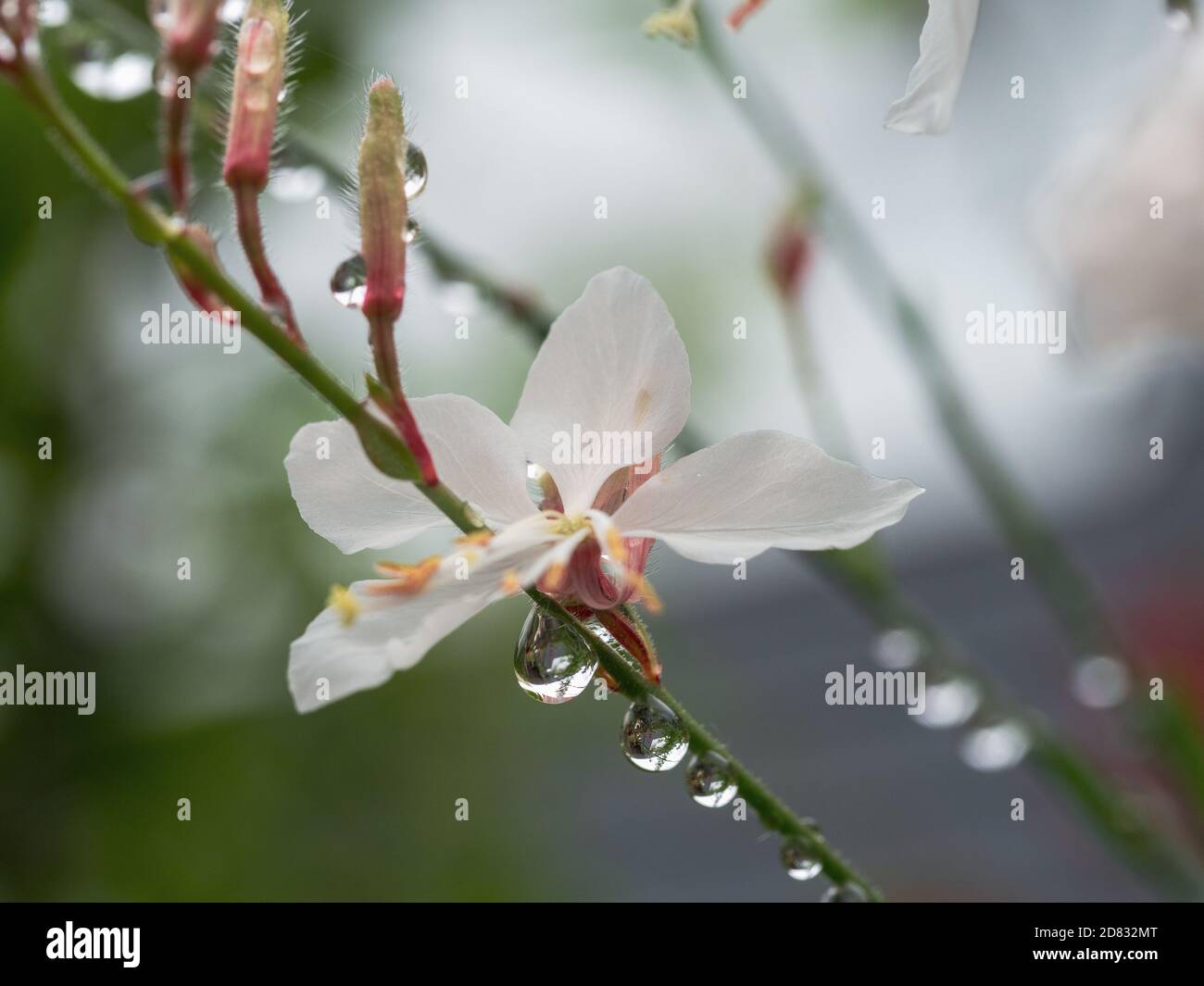 Gotas de agua y flores, 3 gotas de lluvia colgando de los tallos de una  húmeda rosa pálido Gaura Whirling Flor de mariposa brillando en la luz del  sol después de la