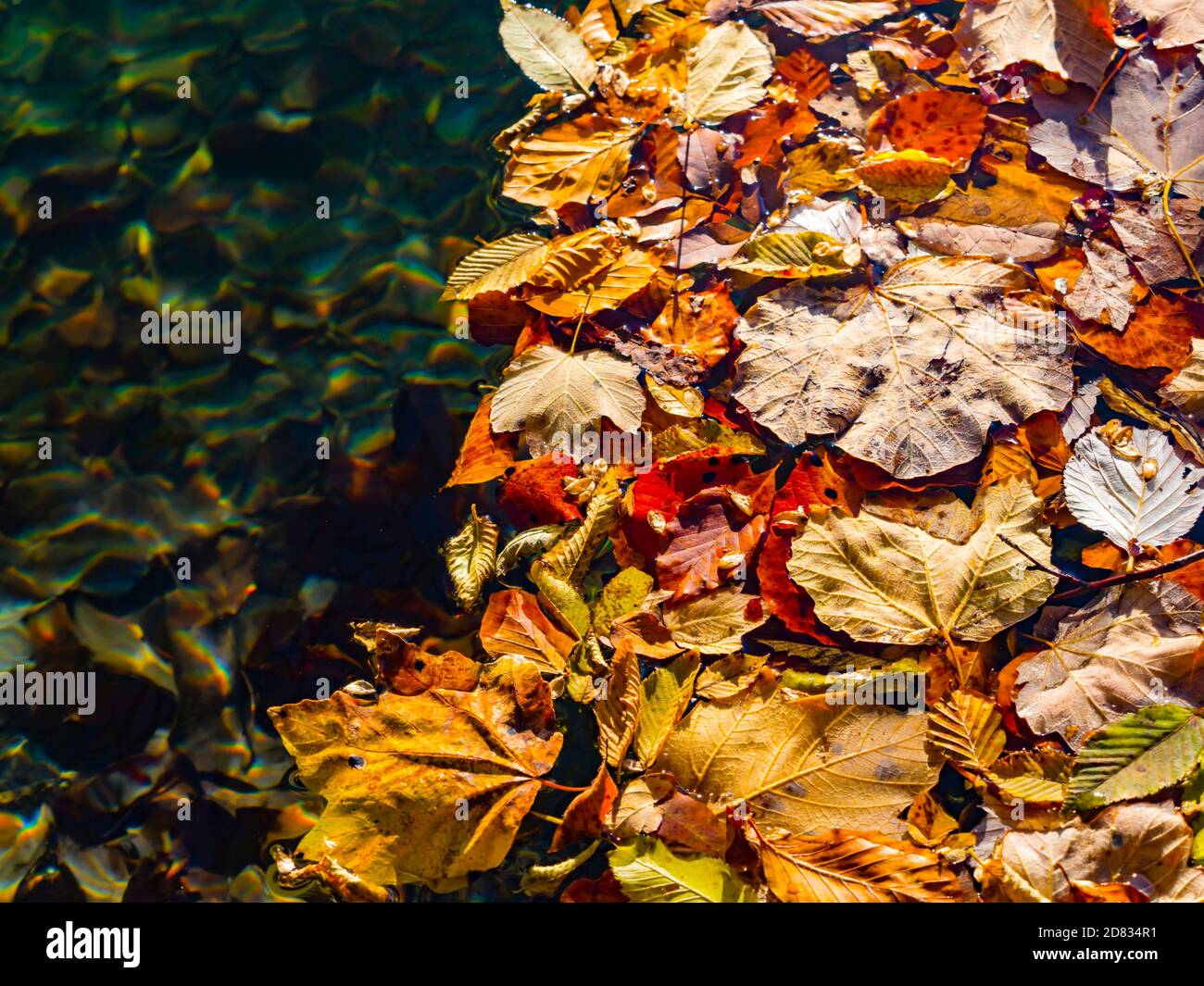 Hojas otoñales caídas en la superficie de agua dulce en los lagos de Plitvice Parque nacional situado en Croacia Europa Foto de stock