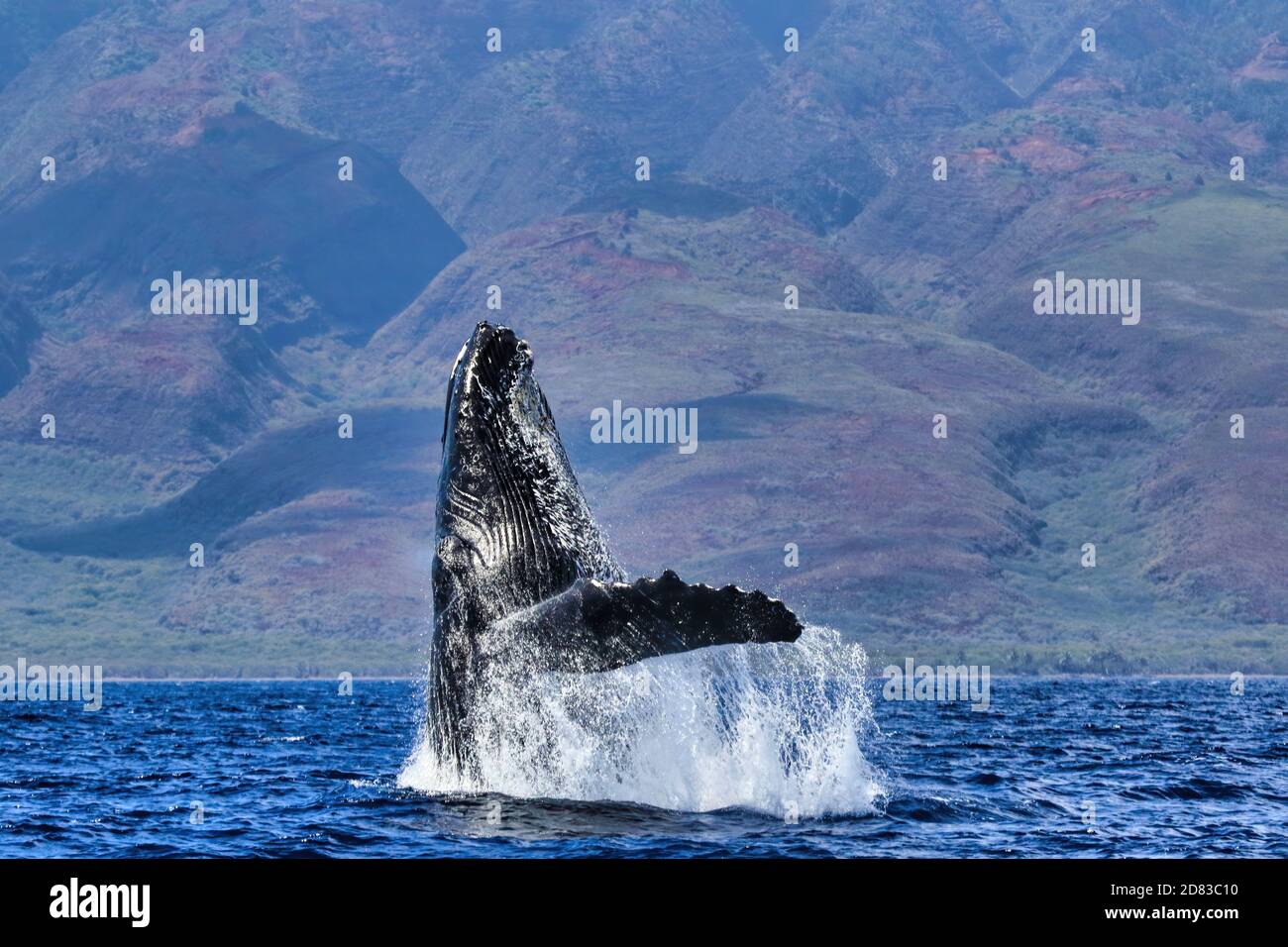 Un ataque enérgico en Maui por una ballena jorobada. Foto de stock