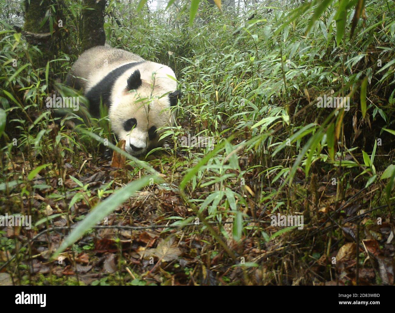 201027) -- CHENGDU, 27 de octubre de 2020 (Xinhua) -- Foto tomada en  octubre de 2020 muestra un panda gigante que Marca su territorio en los  bosques de la Reserva Natural Nacional