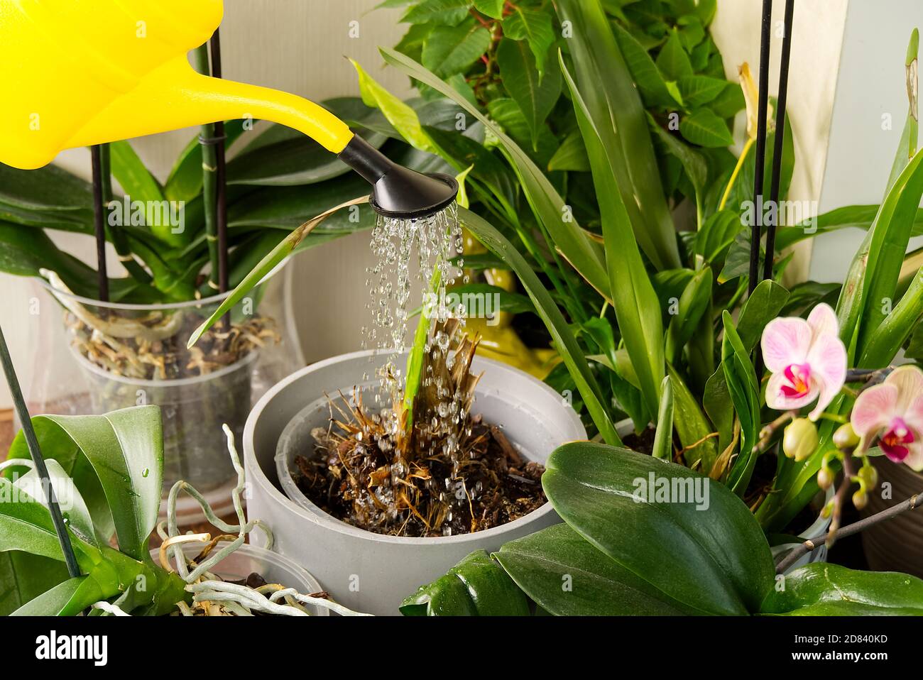 Riego de orquídeas fotografías e imágenes de alta resolución - Alamy