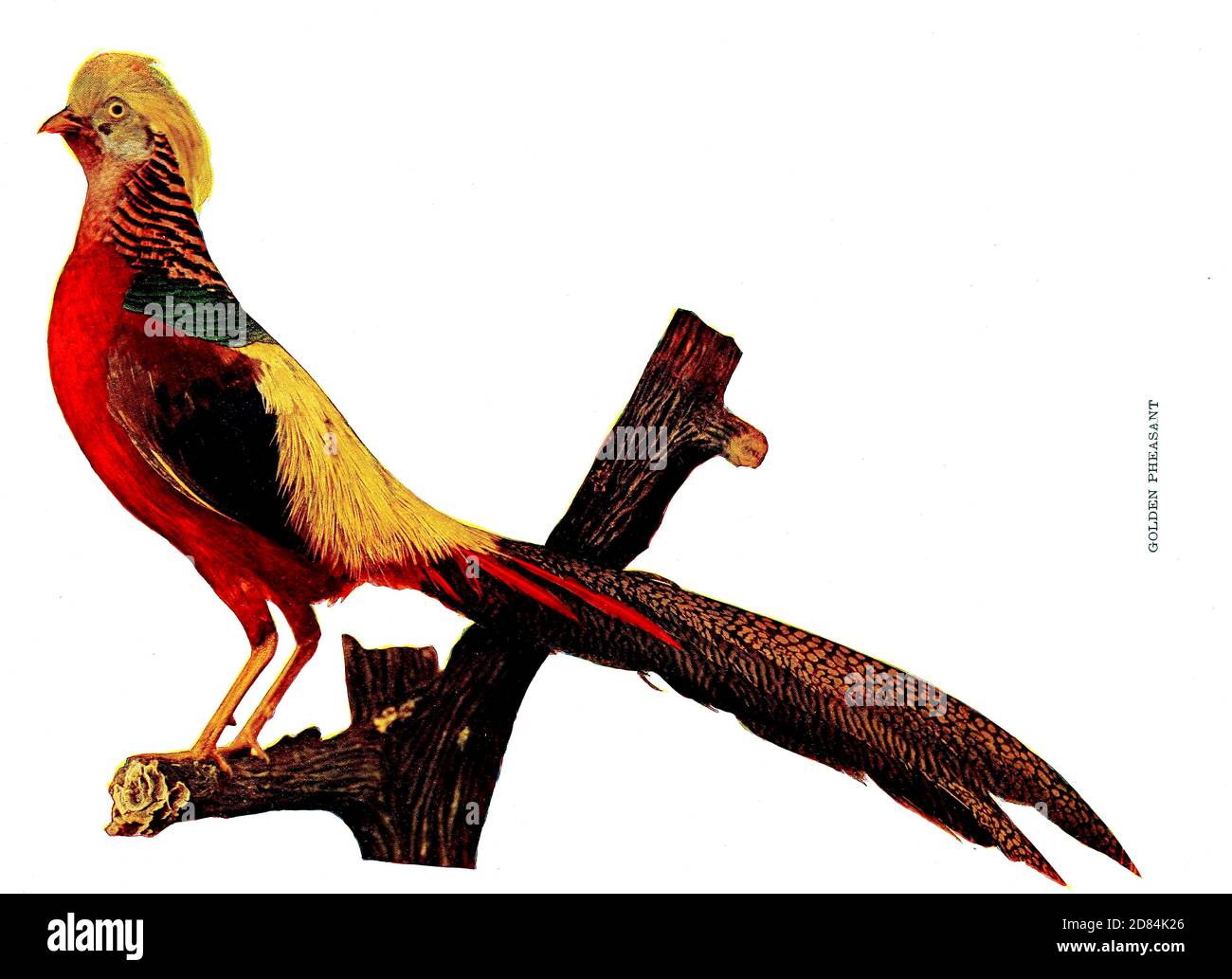 El faisán dorado (Chrysolophus pictus), también conocido como el faisán chino, y el faisán arcoiris, es un ave de gamebird del orden Galliformes (aves galináceas) y la familia Phasianidae (faisanes). Es nativa de los bosques en las zonas montañosas de China occidental, de aves : ilustrado por la fotografía en color : una serie mensual. Conocimiento de la vida de las aves Vol 1 no 1 Enero 1897 Foto de stock