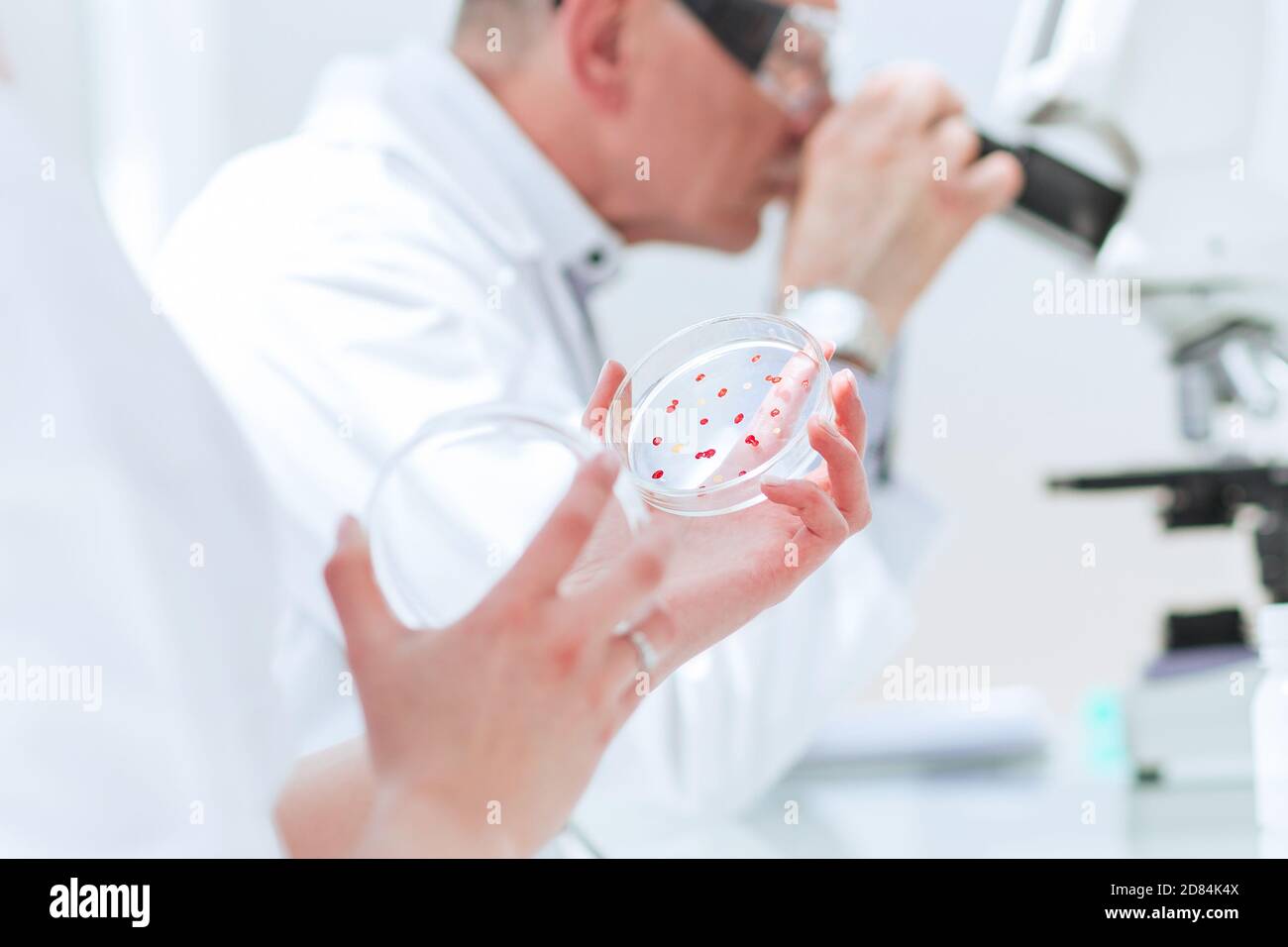 De cerca. Biólogos investigan bacterias en una placa de Petri. Foto de stock