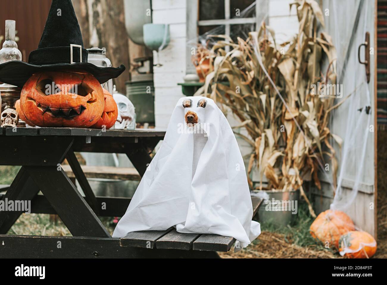 un perro en un traje fantasma en el porche de Una casa decorada para  celebrar una fiesta de Halloween Fotografía de stock - Alamy
