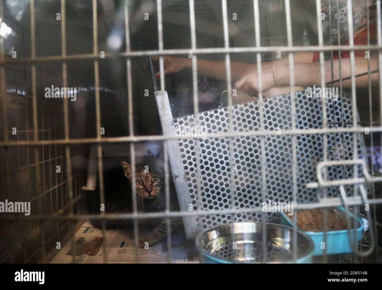 El propietario de un refugio de gatos, Alex Salvador, de 43 años, abre la  jaula con un gato recién nacido en la calle, al llegar a el Jardín dels  GATS (Jardín de