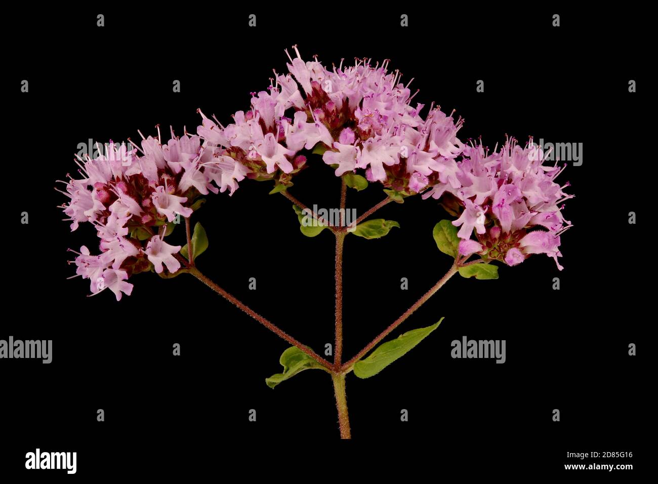 Marjoram silvestre (Origanum vulgare). Cierre por inflorescencia Foto de stock