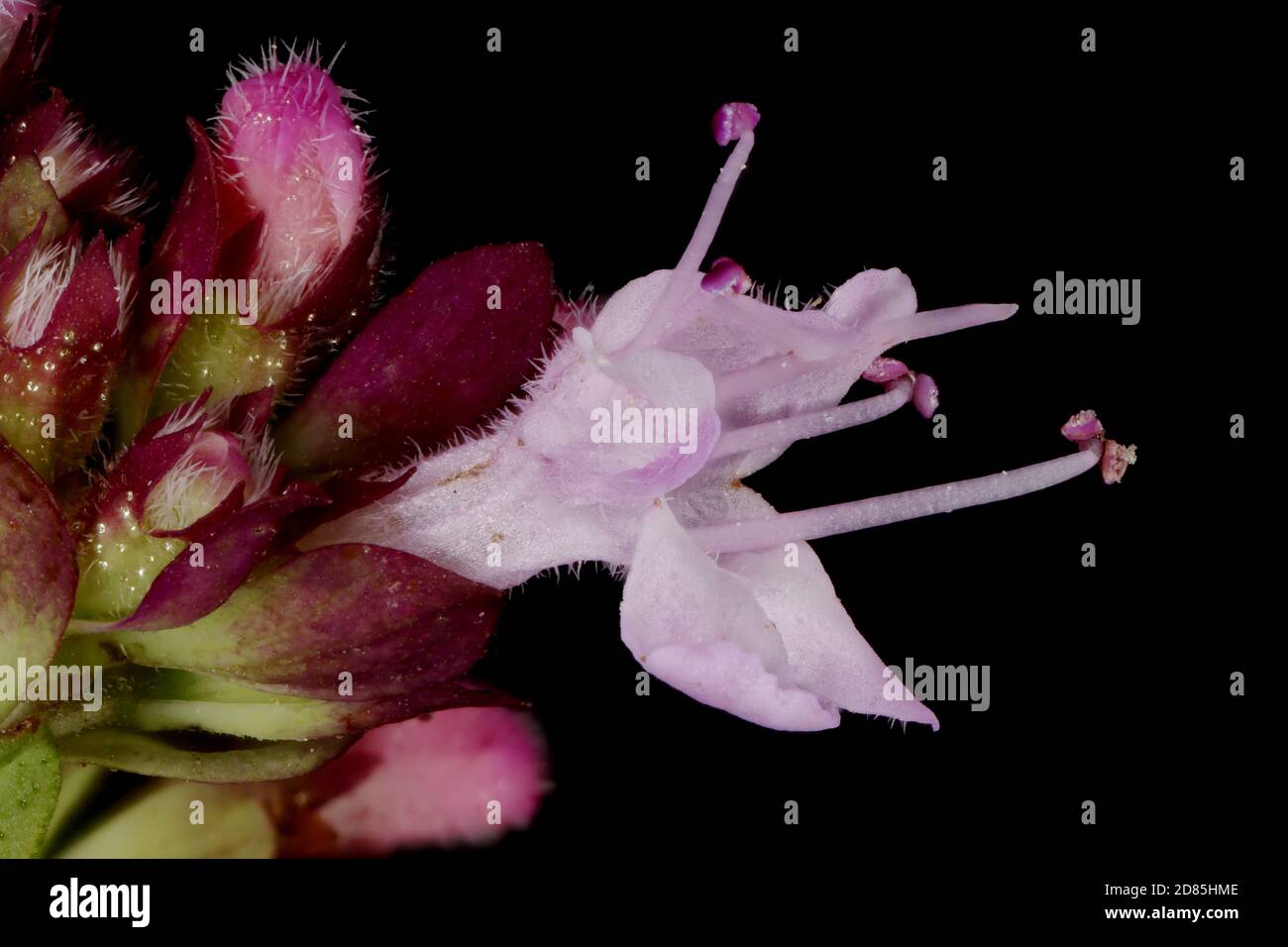 Marjoram silvestre (Origanum vulgare). Cierre de flores Foto de stock