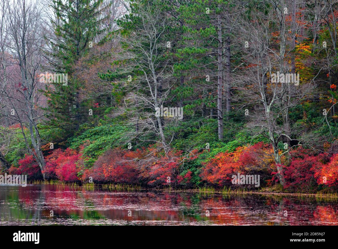 La vegetación de finales de otoño crece a lo largo de la costa del lago Promised Land en el Parque Estatal Promised Land en las montañas Pocono de Pensilvania. Foto de stock