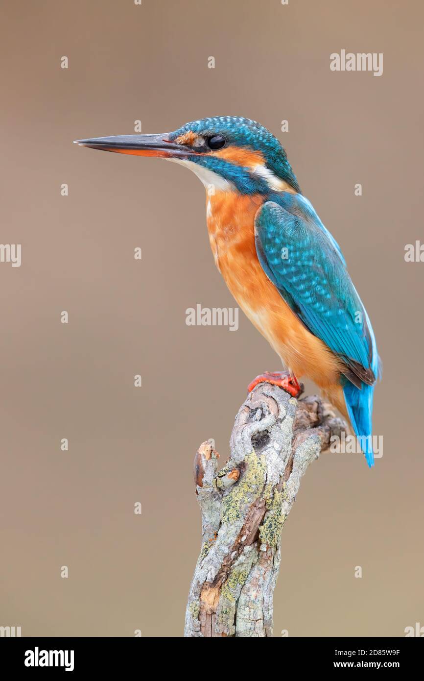 Kingfisher común (Alcedo atthis), mujer adulta encaramada en una rama muerta, Campania, Italia Foto de stock