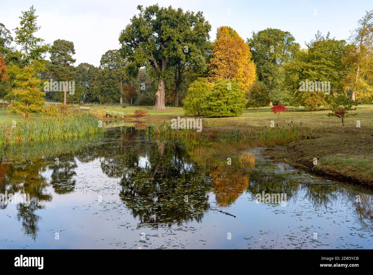 El otoño sale en el arboretum de Thorp Perrow, cerca de Bedale Foto de stock