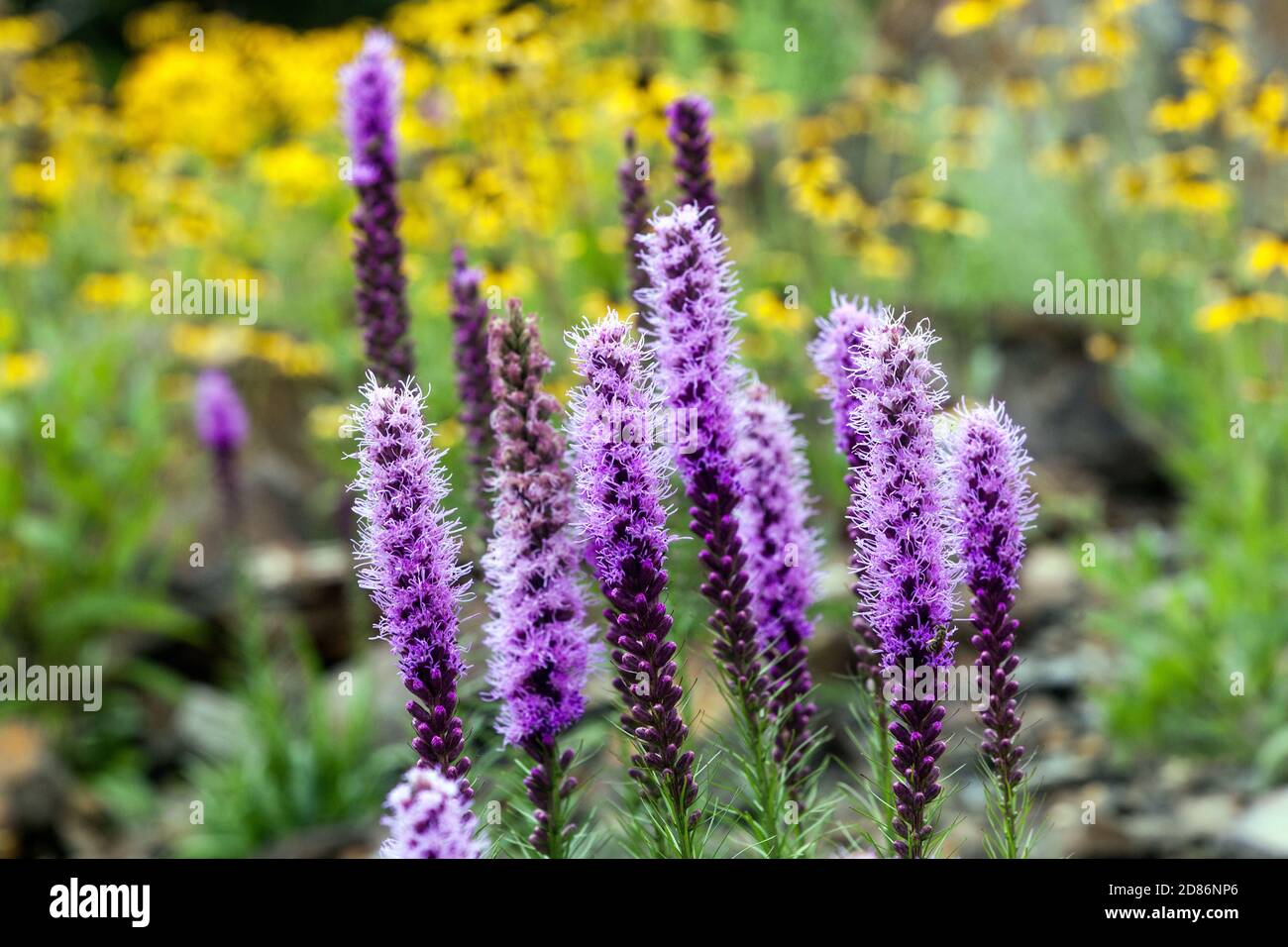 Pluma gay fotografías e imágenes de alta resolución - Alamy