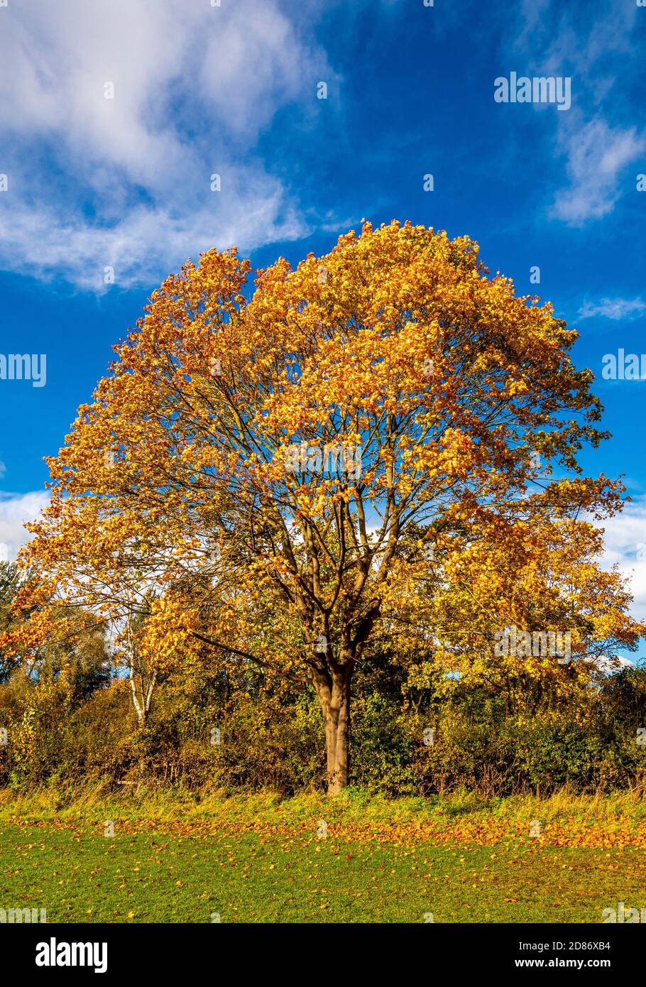 Árbol de Sycamore en otoño en el perímetro de Monks Stray, Hewith, York