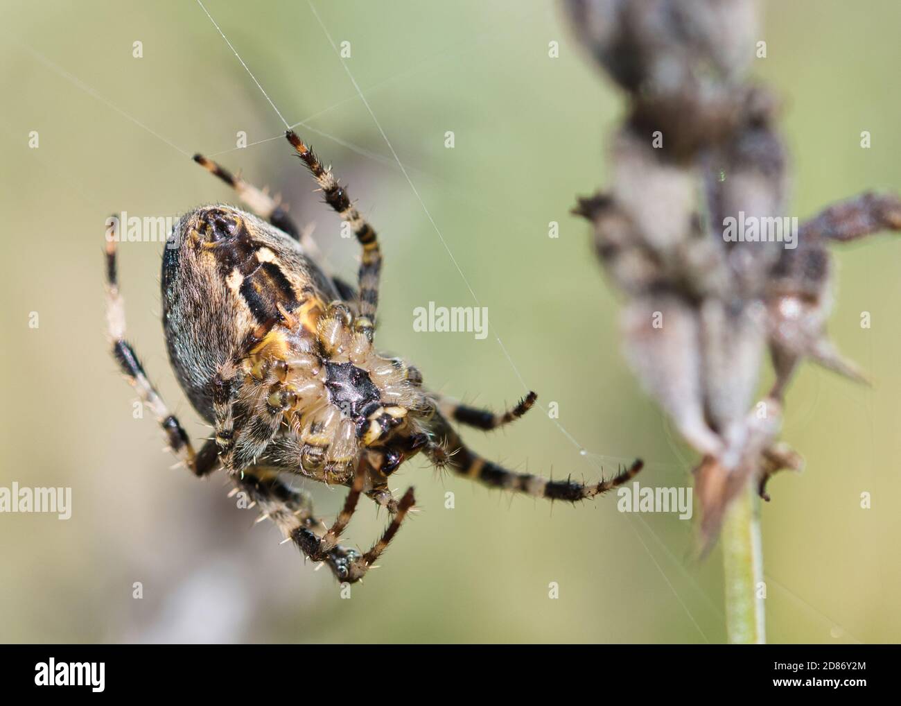 Coronado orbe tejedor araña macro textura, vista inferior, insecto en la red esperando una presa, detallado, con textura borrosa fondo verde pálido Foto de stock