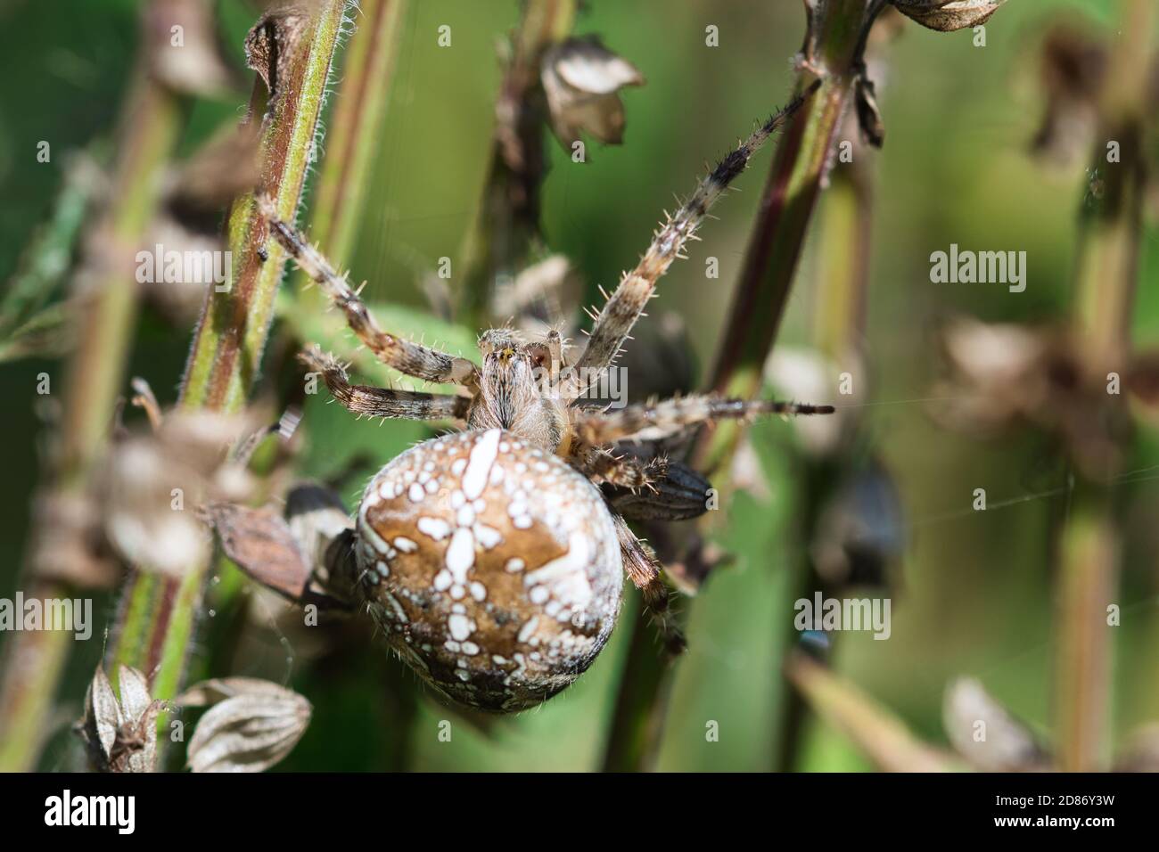 Coronado orbe tejedor, jardín cruz araña macro textura, vista superior, insecto en la web esperando una presa, detallado, con textura de fondo borroso Foto de stock