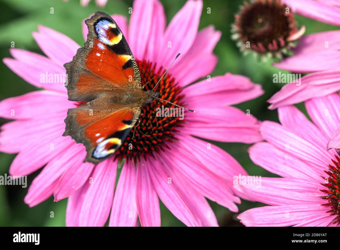 Néctar de mariposa de pavo real Aglais io sobre el pepple coneflower Mariposa sobre el néctar de alimentación de flores Foto de stock