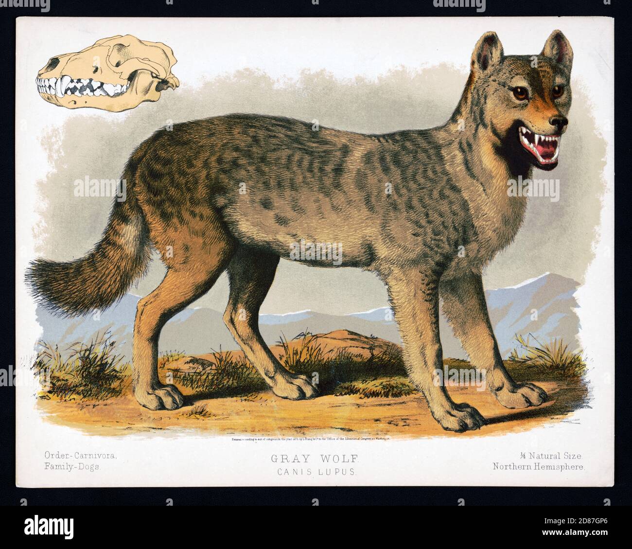 Ilustración de Lobo Gris 1873, Canis Lupus Foto de stock