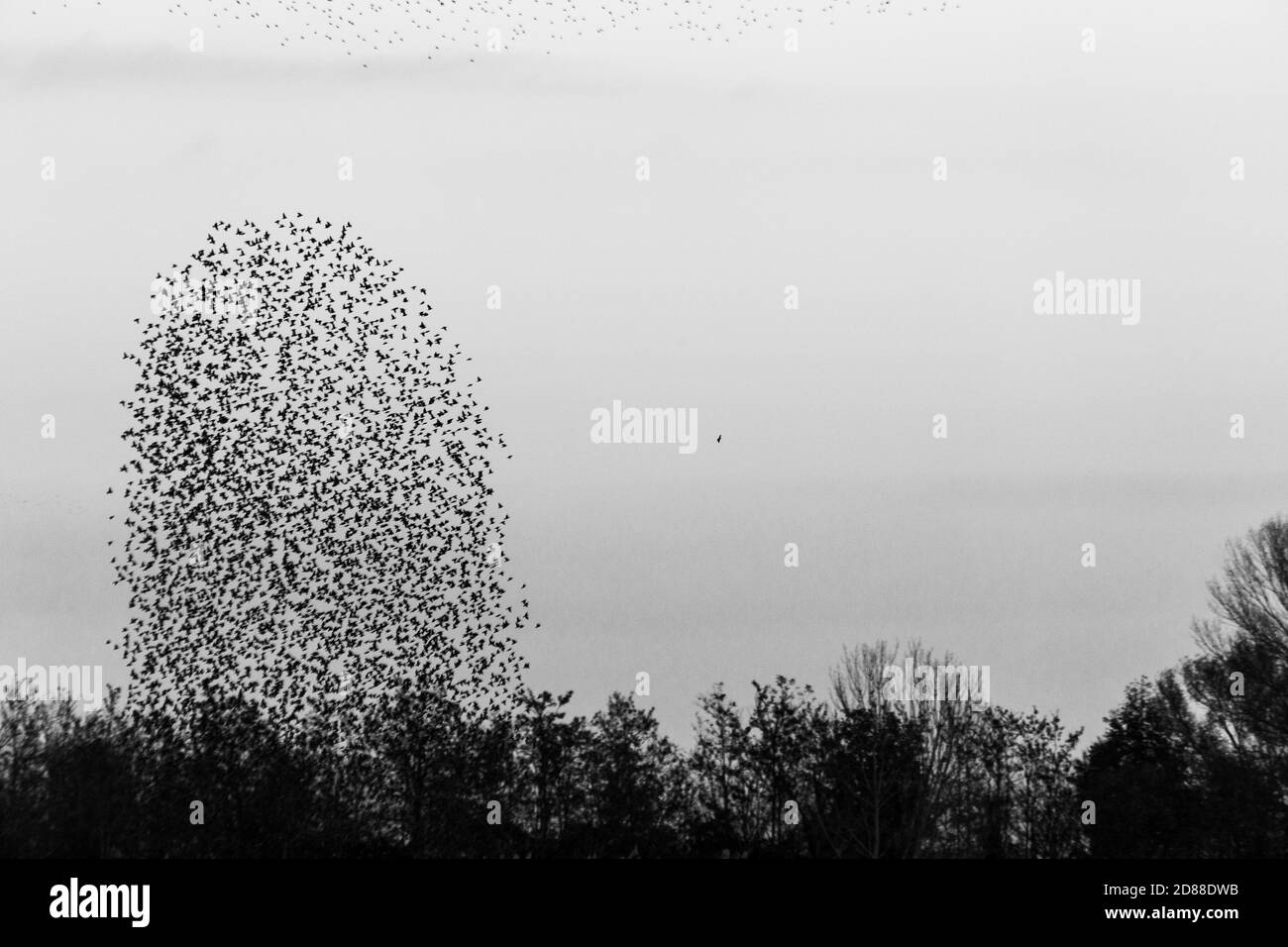 Rebaño de aves haciendo una forma hermosa y perfecta en el cielo, sobre algunos árboles Foto de stock