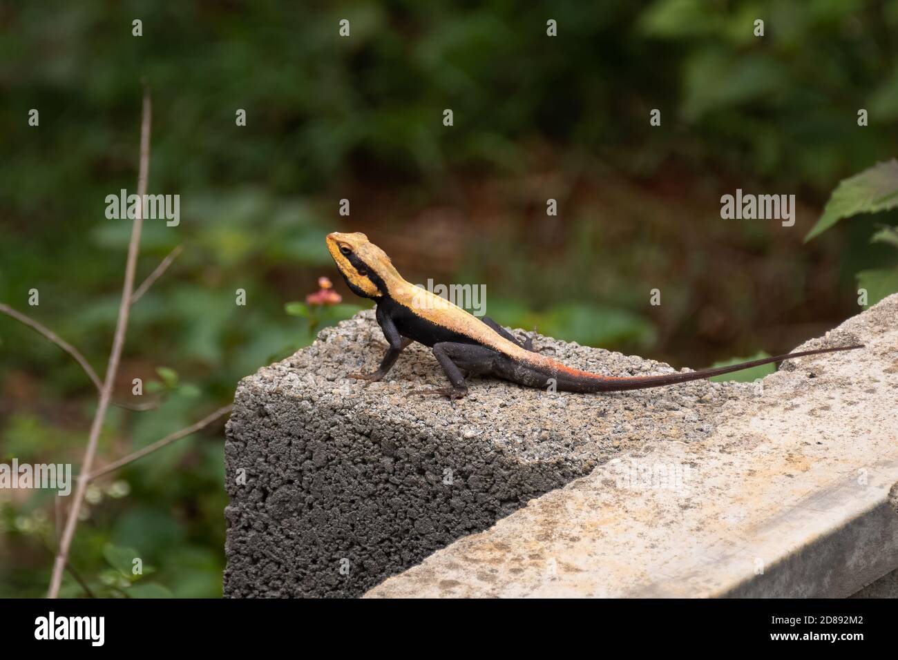 Una hermosa roca peninsular Agama (Psammophilus dorsalis), descansando en una pared de hormigón, en un entorno urbano. También se llama el Agam Rock del Sur de la India Foto de stock