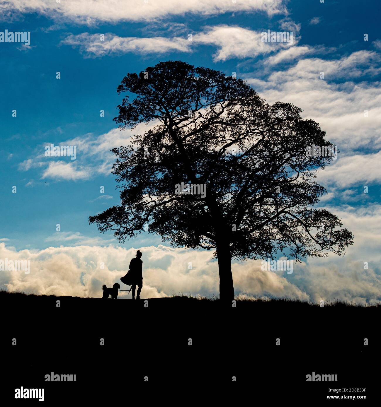 Silueta de la mujer caminante y árbol de perros contra un cielo azul. Foto de stock