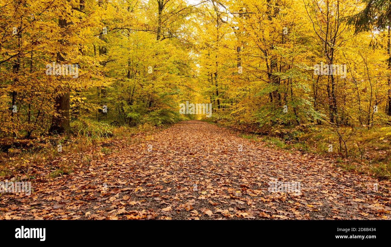 Color del bosque en otoño Foto de stock