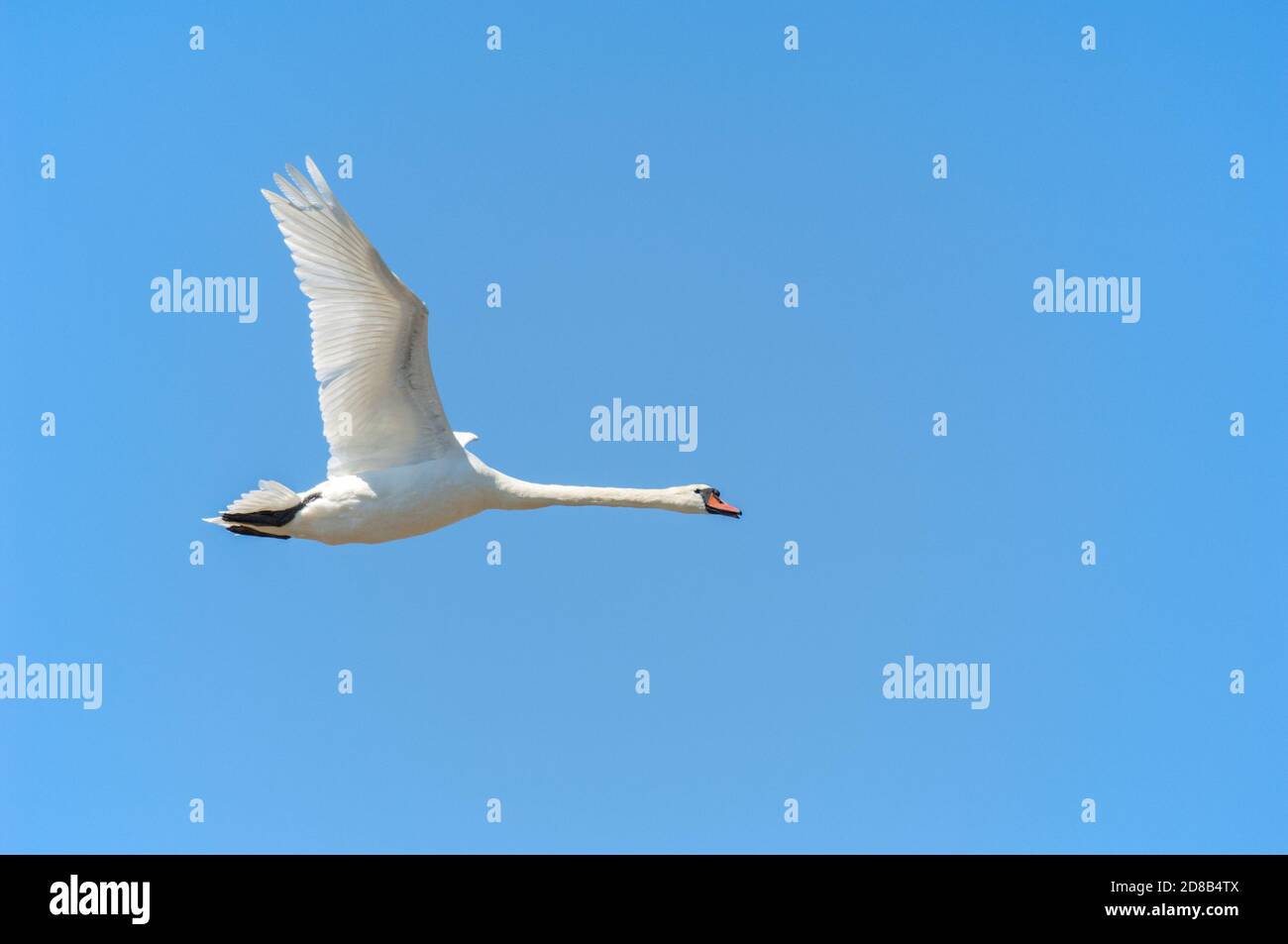 Male Mute Swan, Cynus olor, en vuelo, sobre Richmond Park, Londres, Reino Unido Foto de stock