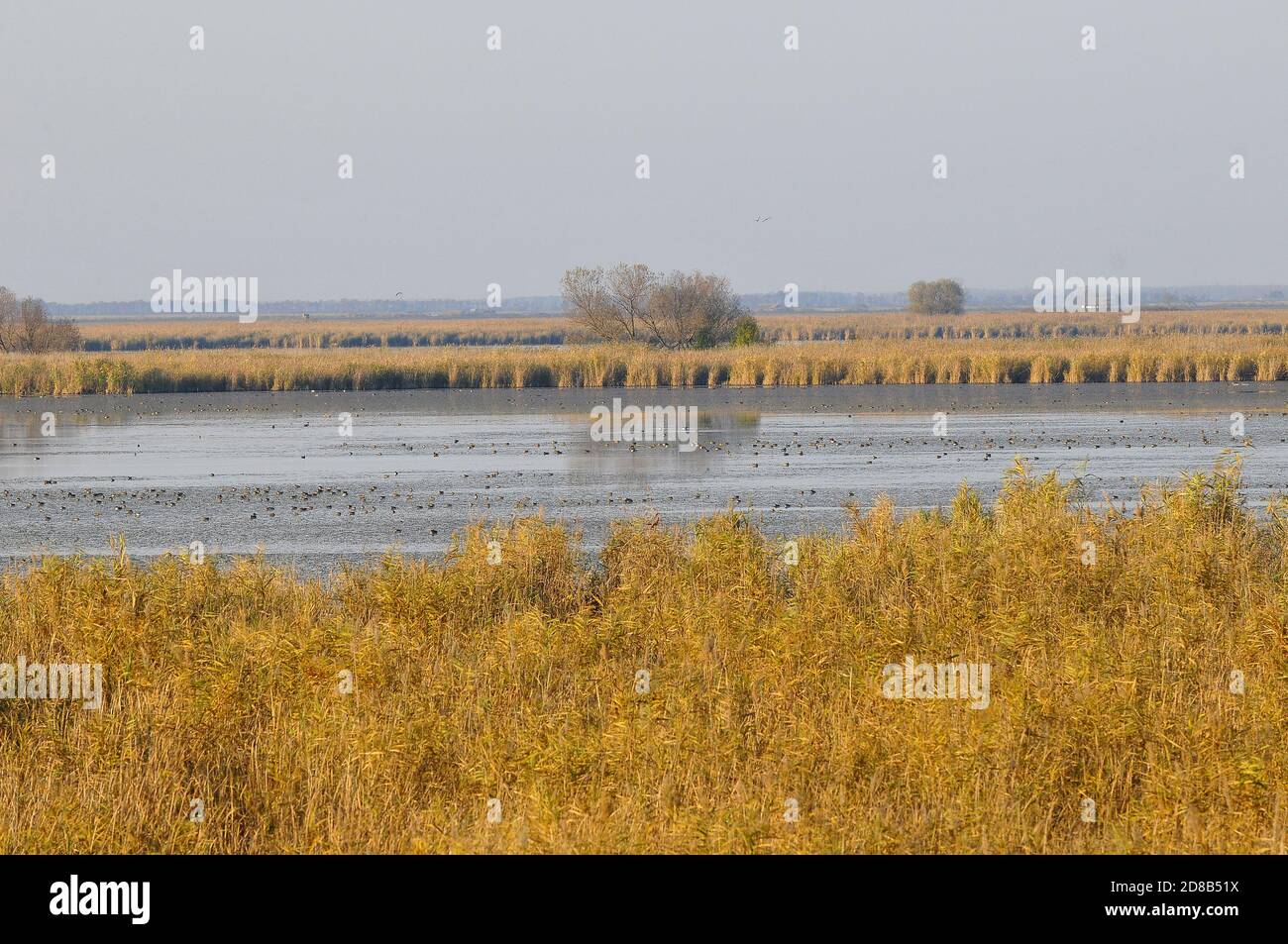 Estanques de peces Hortobágy, Hortobágy, Condado de Hajdú-Bihar, Hungría, Magyarországo, Europa, Parque Nacional de Hortobágy Foto de stock