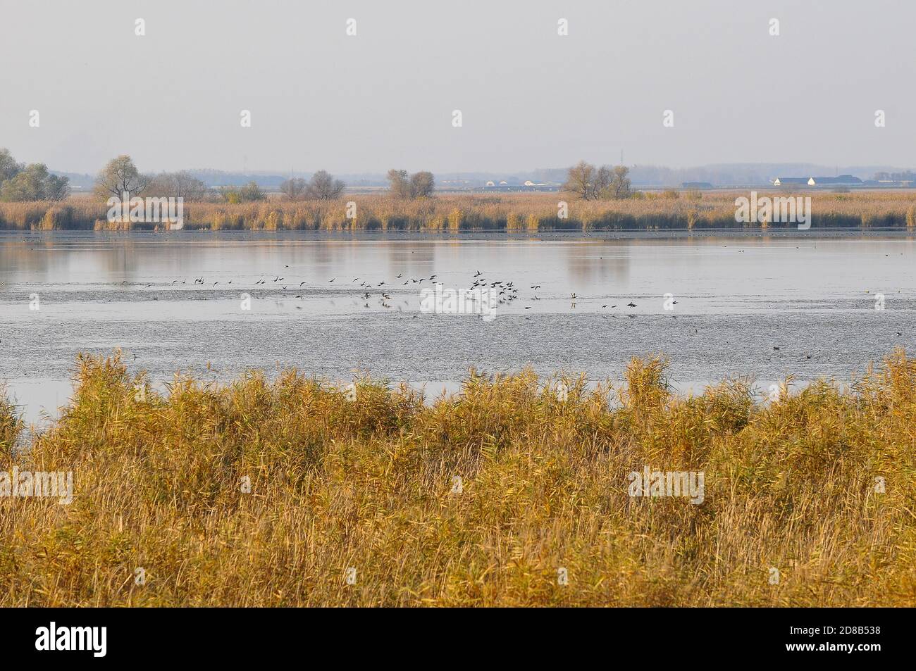 Estanques de peces Hortobágy, Hortobágy, Condado de Hajdú-Bihar, Hungría, Magyarországo, Europa, Parque Nacional de Hortobágy Foto de stock