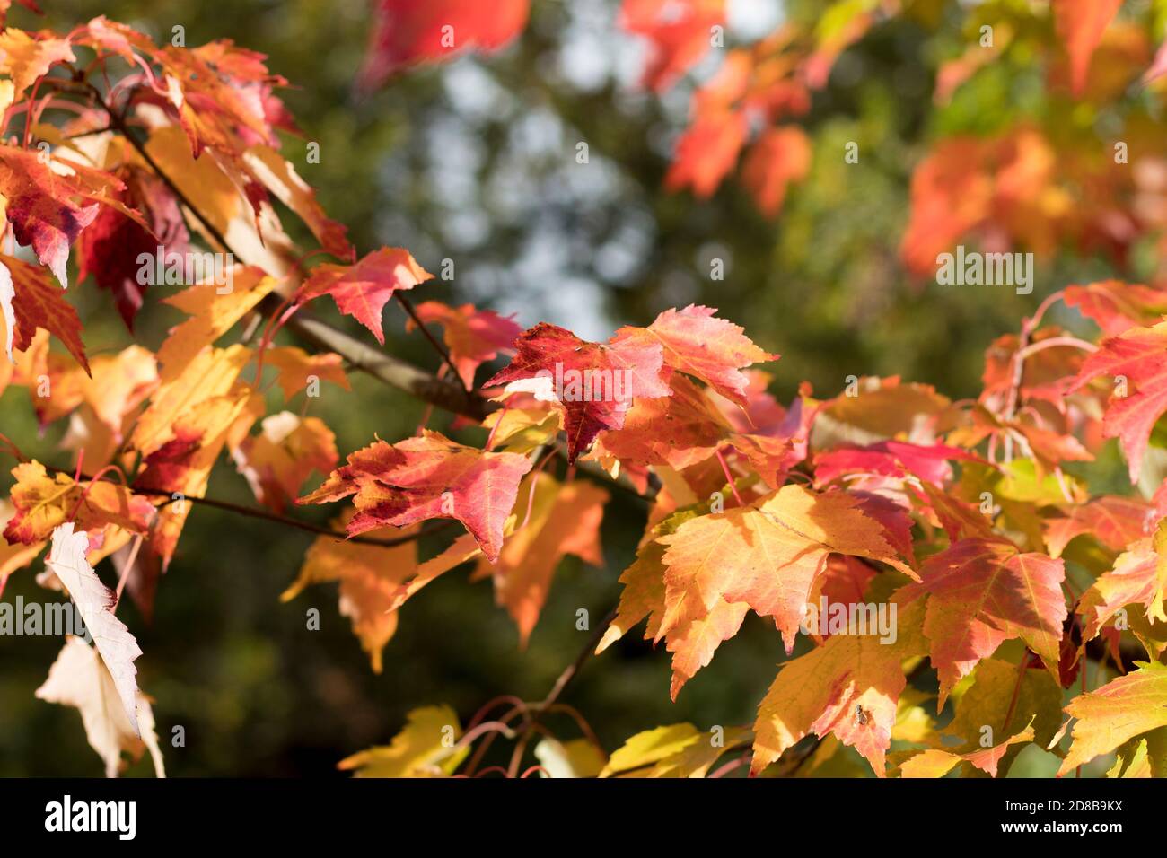 Árbol de otoño no.3 Foto de stock