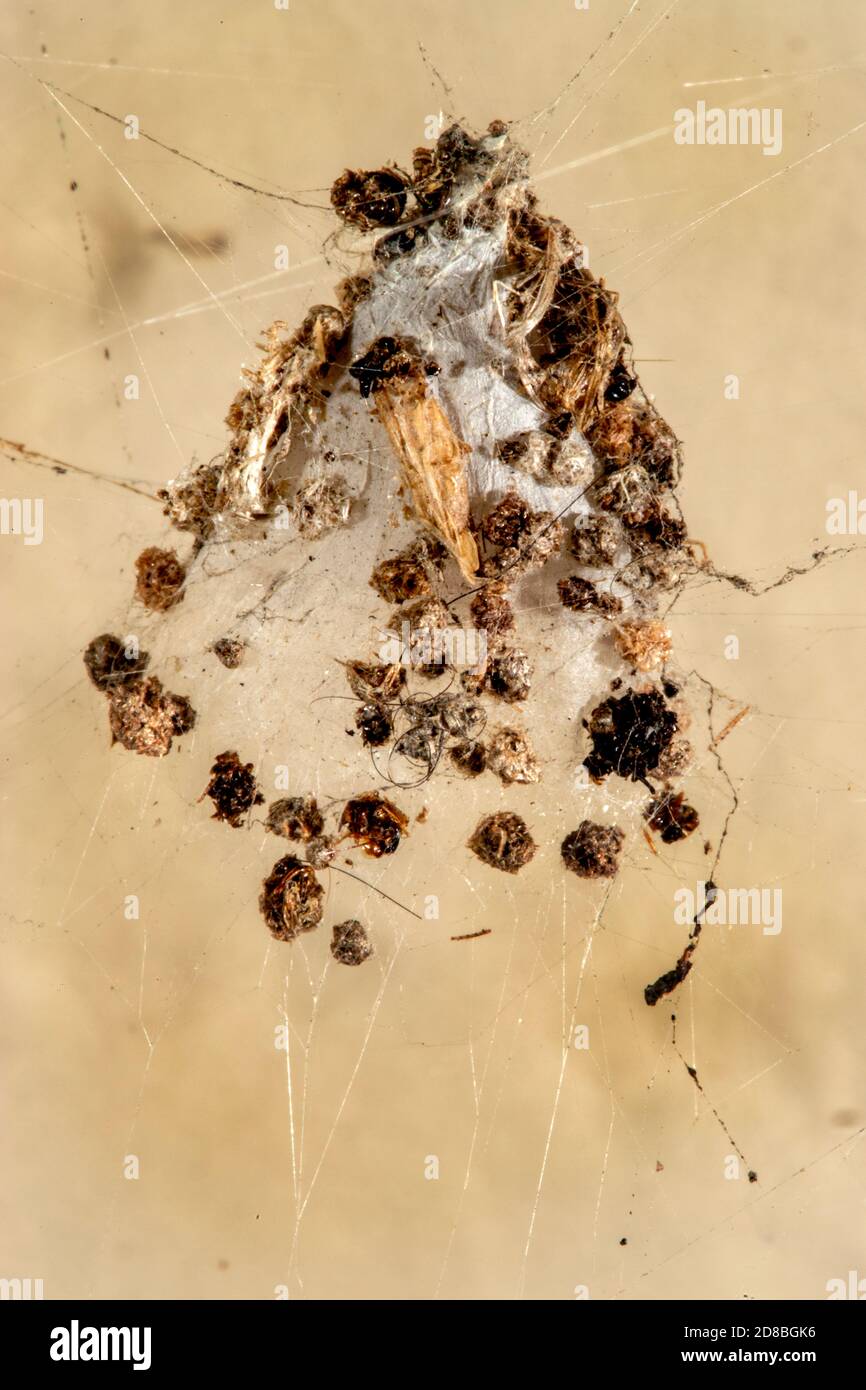 Las arañas utilizan su seda para hacer redes u otras estructuras, que funcionan como redes pegajosas para atrapar a otros animales, o como nidos o capullos para proteger sus Foto de stock