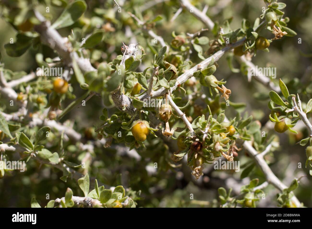 Fruta madura amarilla, espino de Peach, cooperi Lycium, Solanaceae, arbusto espinoso nativo, Parque Nacional Joshua Tree, Desierto Mojave del Sur, Verano. Foto de stock