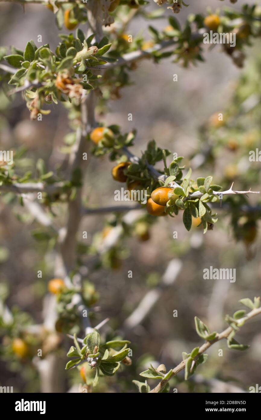 Fruta madura amarilla, espino de Peach, cooperi Lycium, Solanaceae, arbusto espinoso nativo, Parque Nacional Joshua Tree, Desierto Mojave del Sur, Verano. Foto de stock