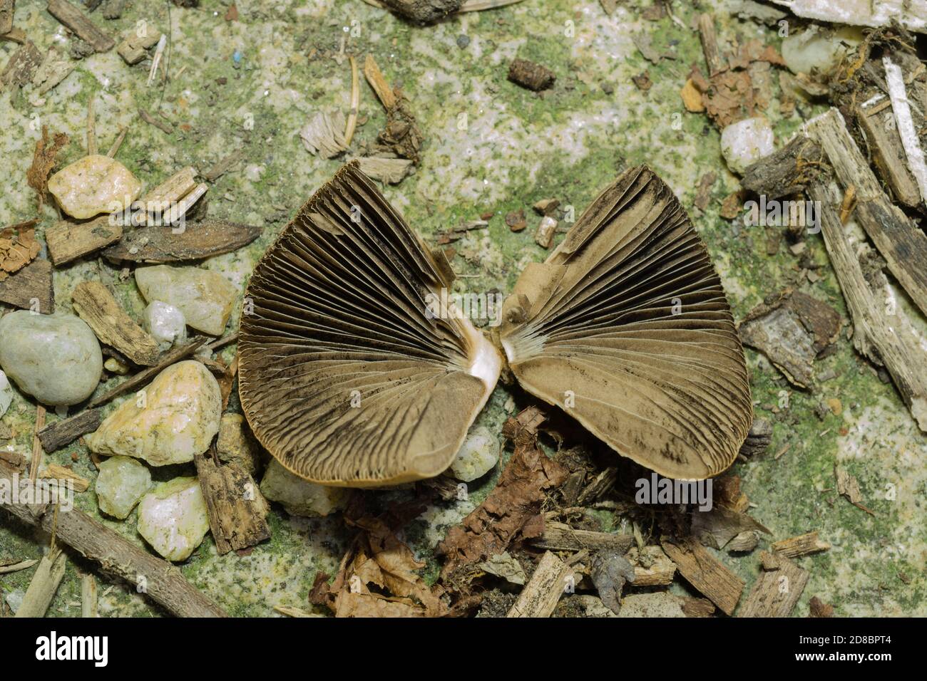 Las branquias del hongo Magpie encontradas en el bosque húmedo en octubre. Foto de stock
