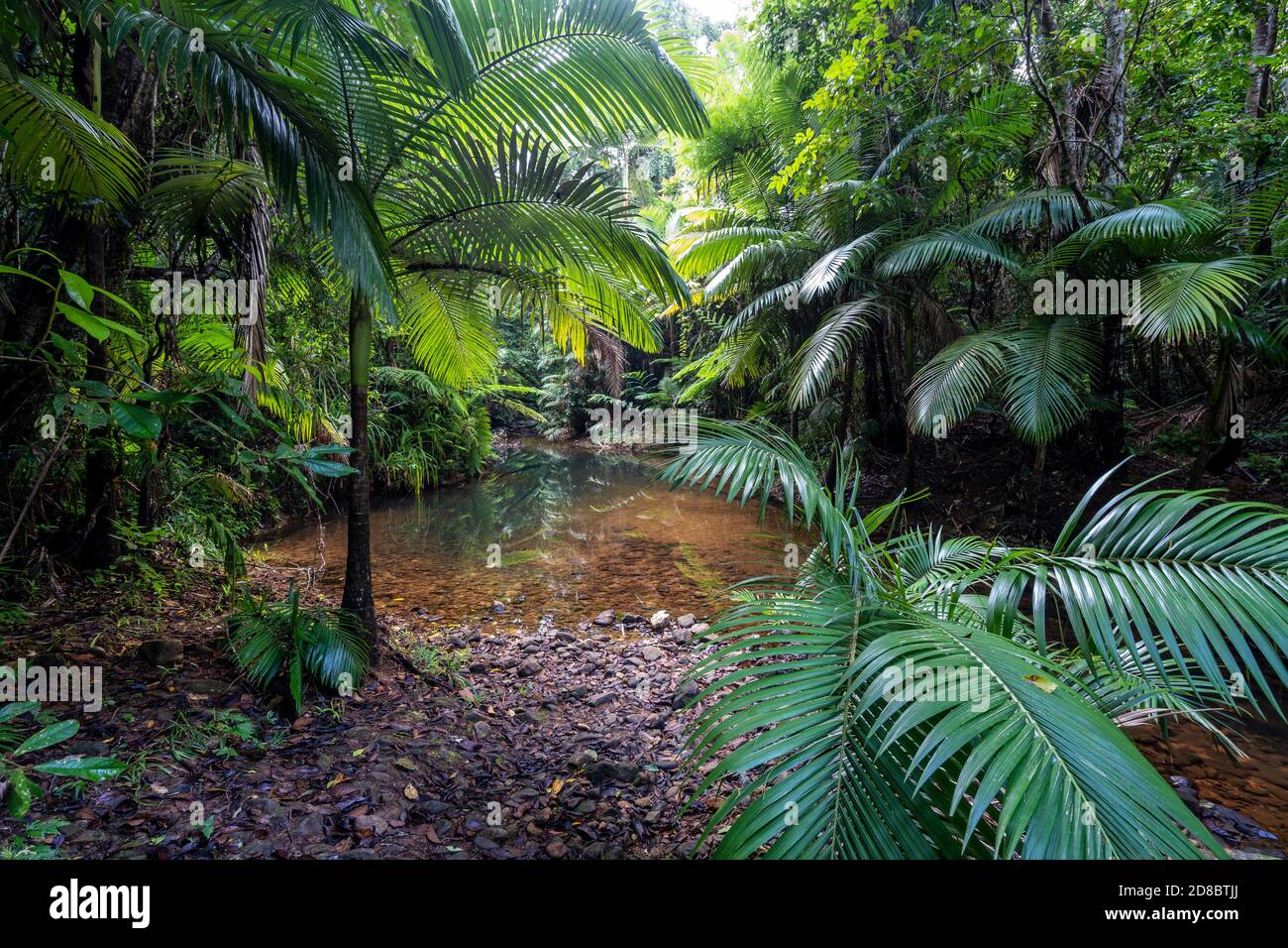 Bosque pluvial a lo largo de Lacey Creek sendero cerca de Mission Beach
