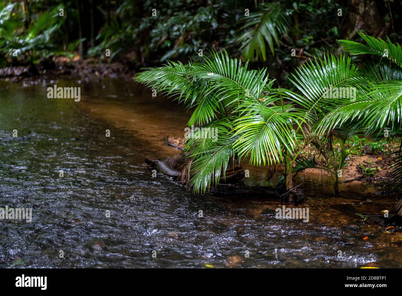 Bosque pluvial a lo largo de Lacey Creek sendero cerca de Mission Beach