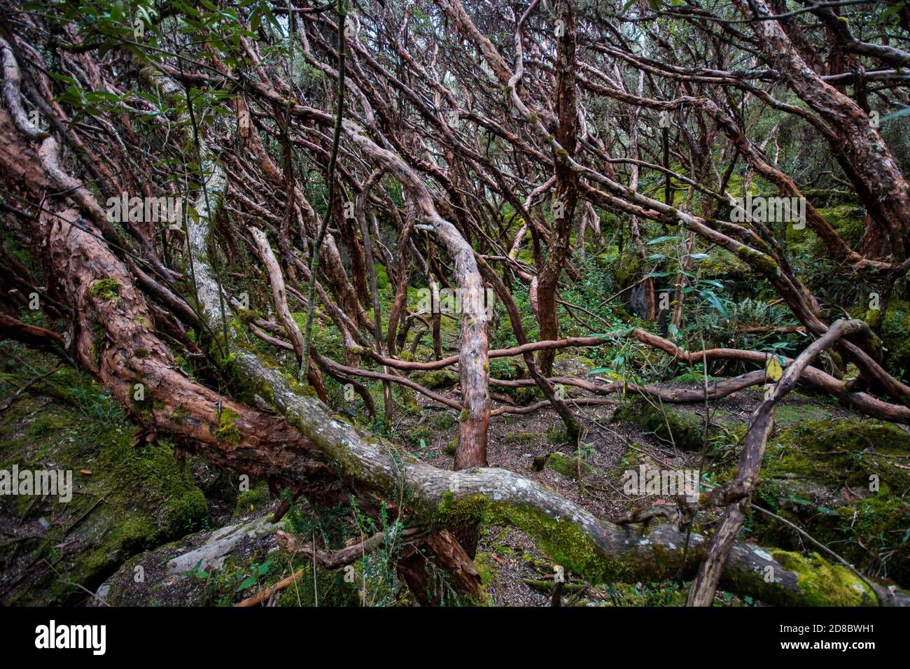 Un bosque de polilepis en el Parque Nacional el Cajas, este es un ecosistema amenazado, la mayoría de los cuales se ha perdido debido a la destrucción del hábitat. Foto de stock