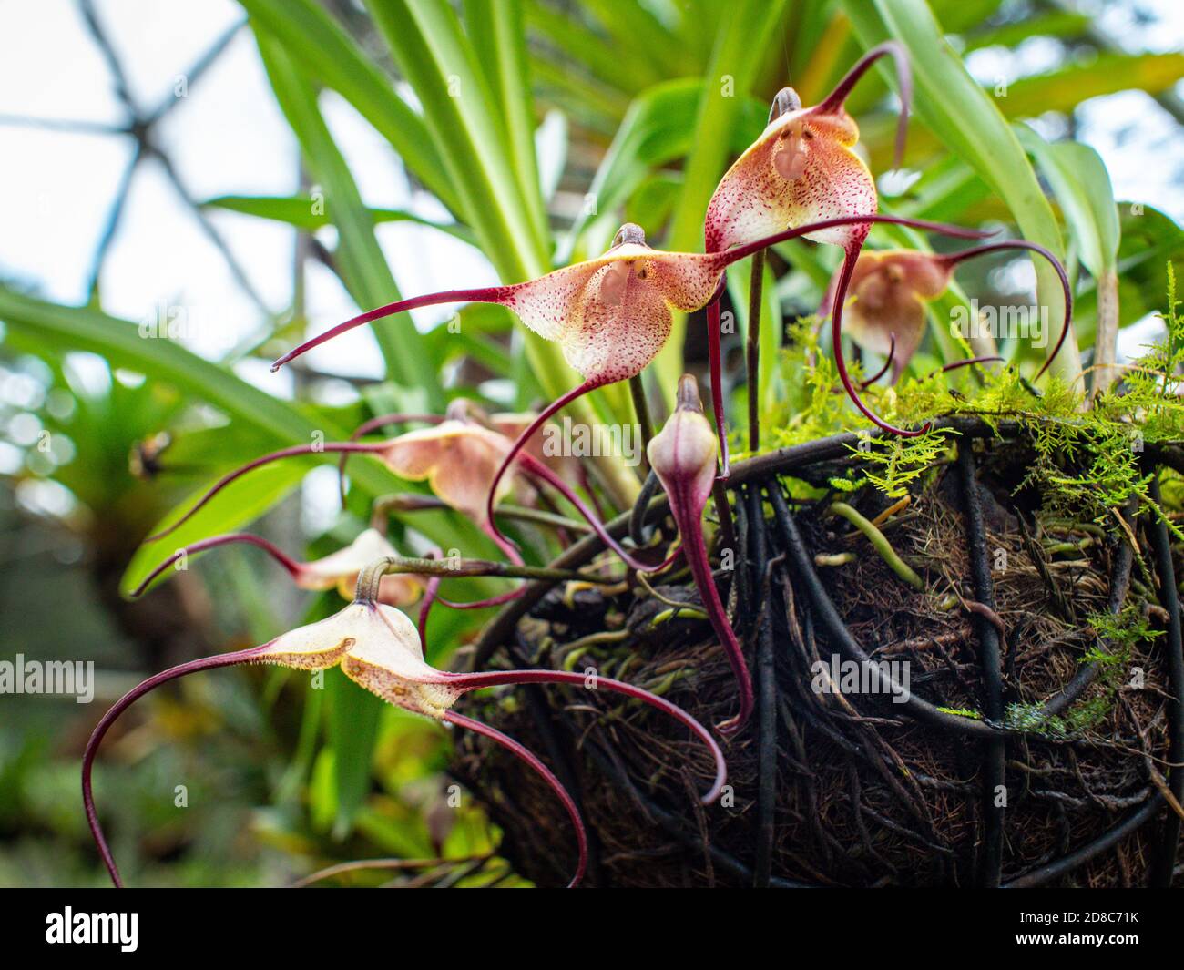 Orquídea mono (Drácula Simia), rara orquídea colombiana Fotografía de stock  - Alamy