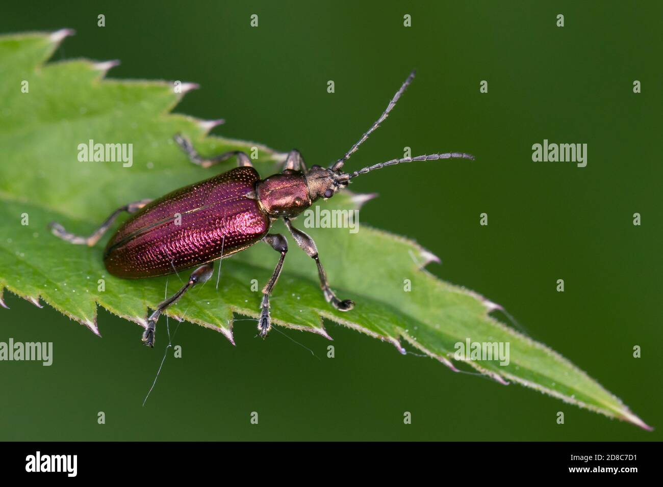 Seidiger Rohrkäfer, Rohrkäfer, Plateumaris sericea, escarabajo de caña, escarabajo de caña, escarabajos de caña Foto de stock
