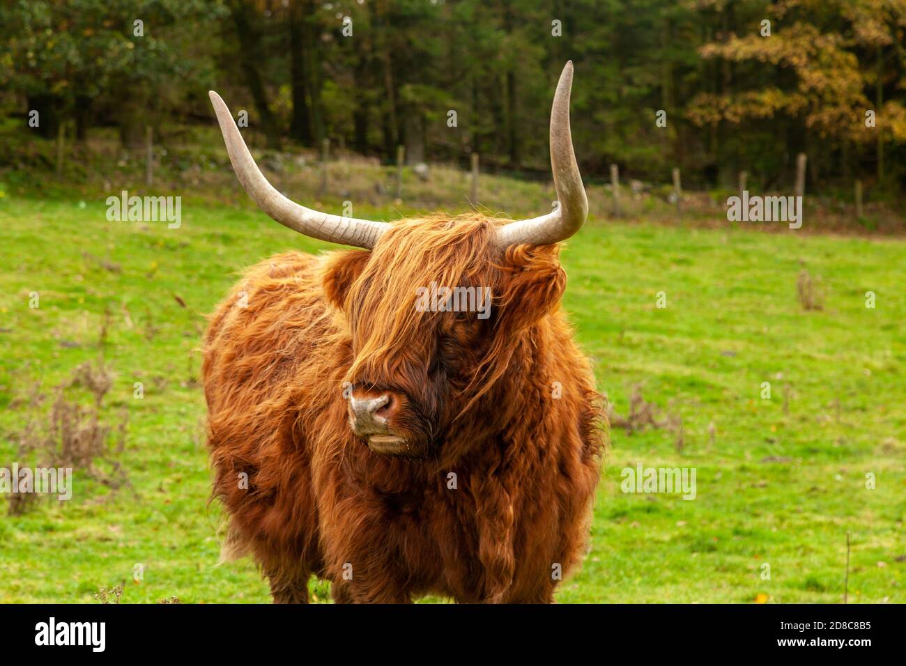 Retrato de un escocés Highland Cow de pie en un campo contra los colores otoñales. Foto de stock