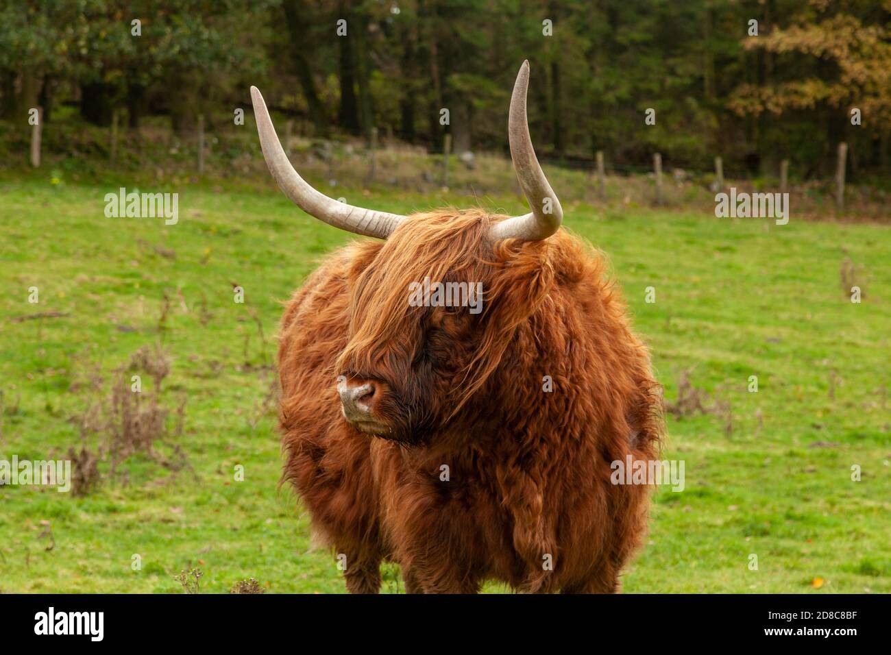 Retrato de un escocés Highland Cow de pie en un campo contra los colores otoñales. Foto de stock