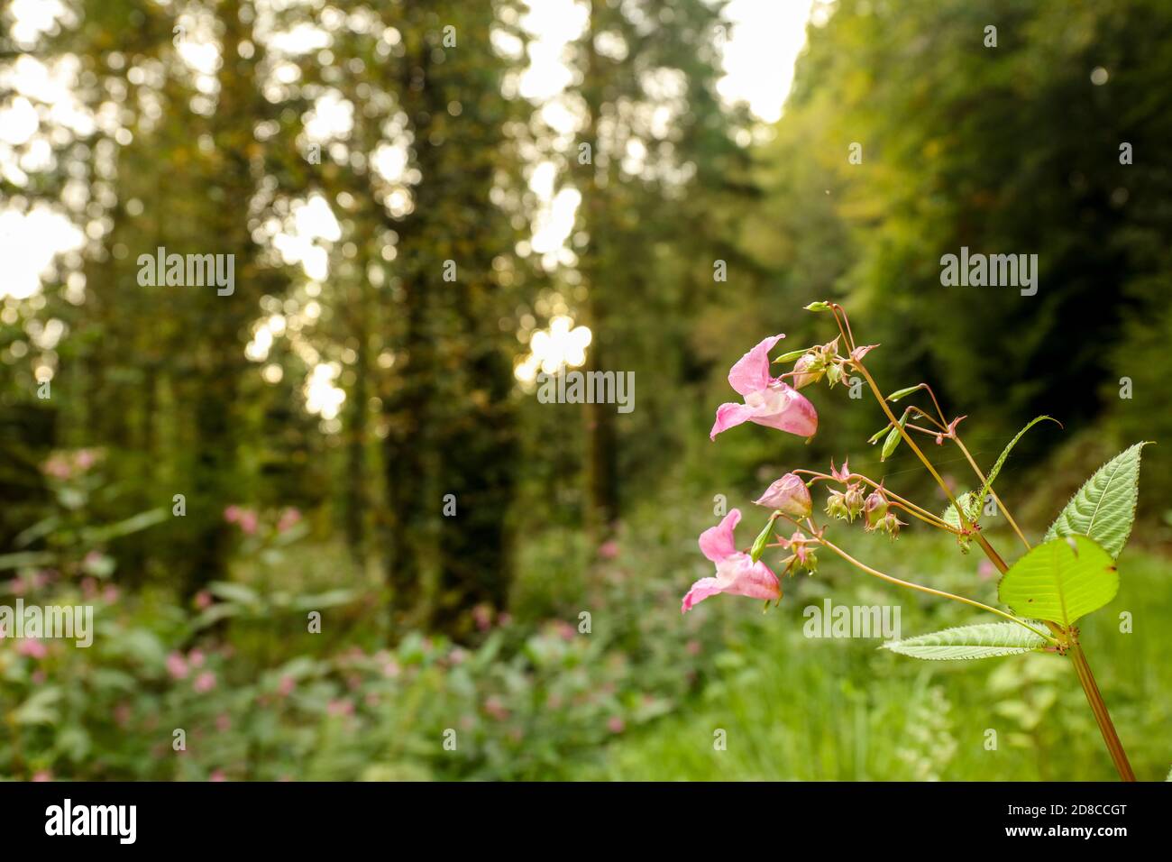 La flor rosa Himalaya Balsam (Impatiens glandulifera) en el bosque Foto de stock