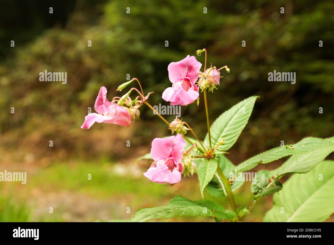 La flor rosa Himalaya Balsam (Impatiens glandulifera) en el bosque Foto de stock