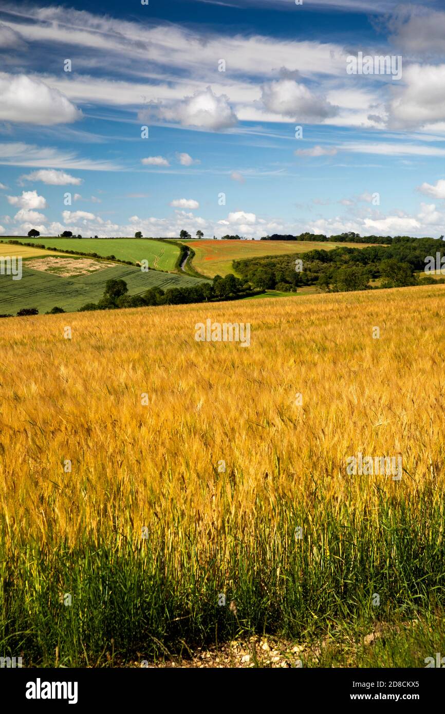 Reino Unido, Inglaterra, Lincolnshire Wolds, Rothwell, pasteles rojos distantes creciendo en el campo de maíz visto a través de la cosecha de cebada Foto de stock
