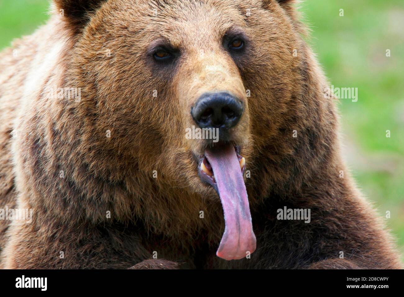Lengua de oso fotografías e imágenes de alta resolución Alamy