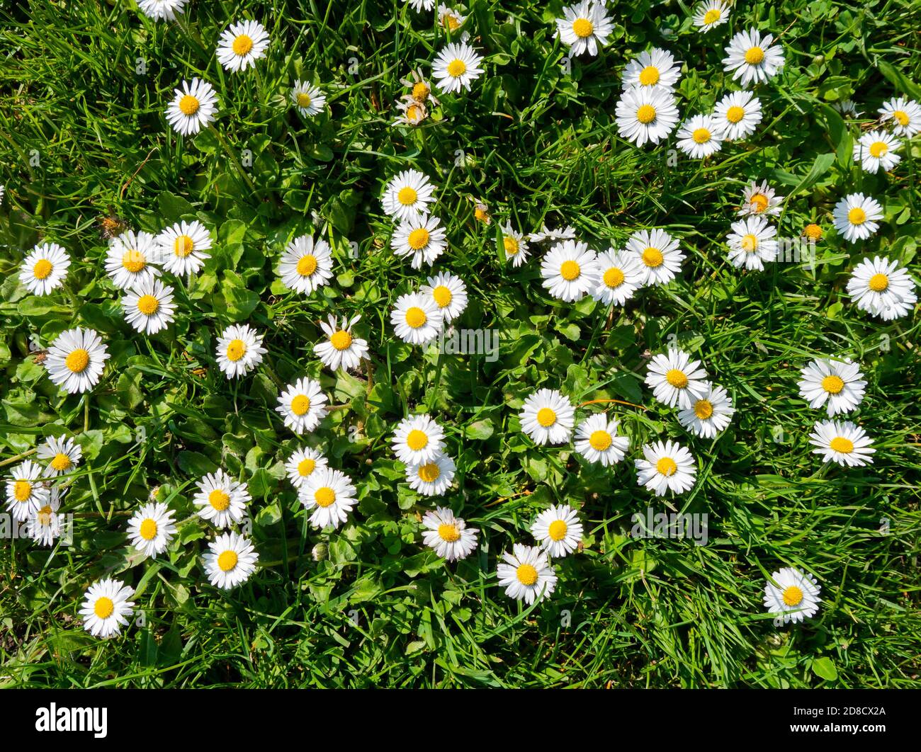 Un primer plano de flores silvestres de margaritas sobre hierba verde Foto de stock