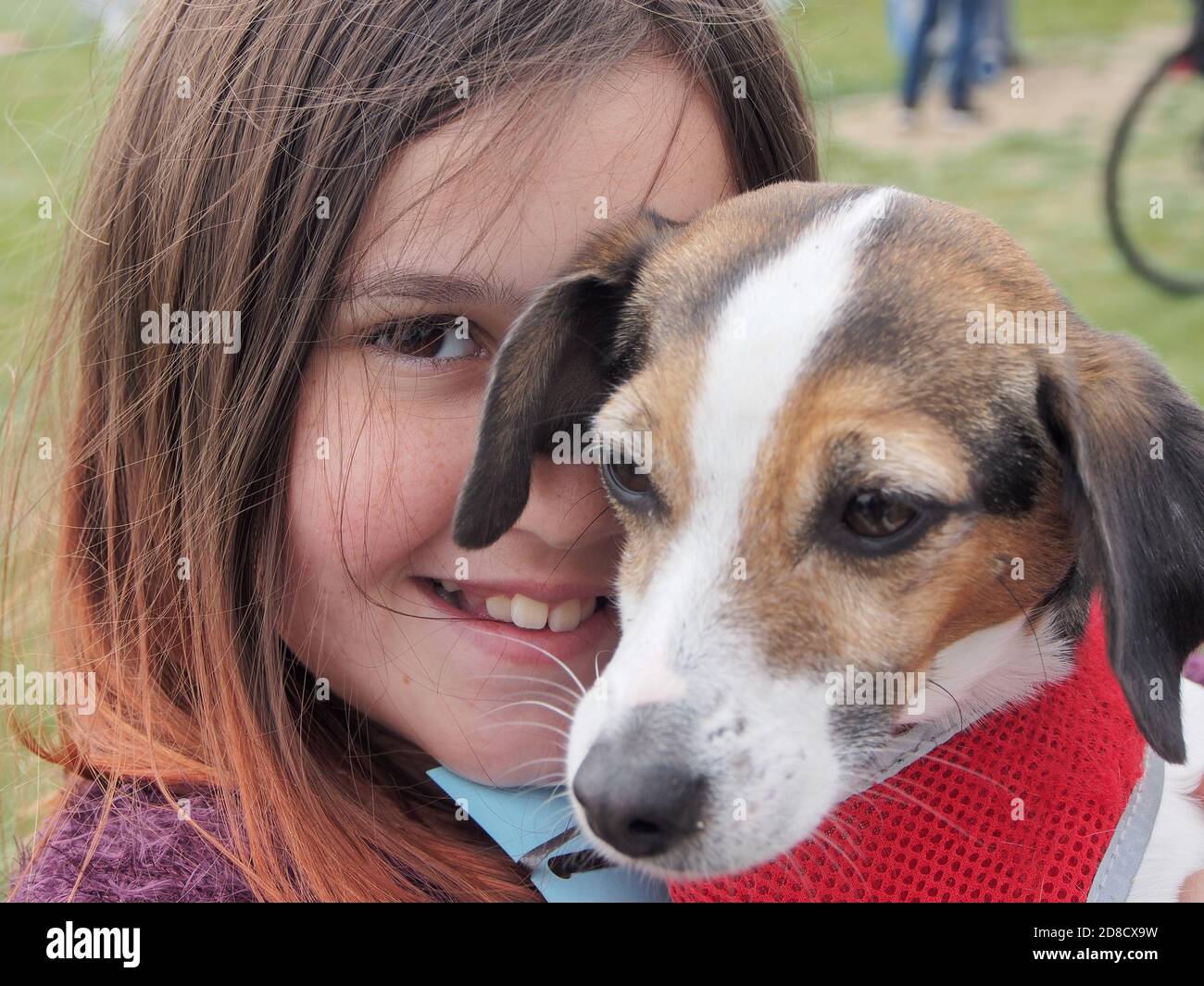 Una niña y su cachorro Beagle Foto de stock