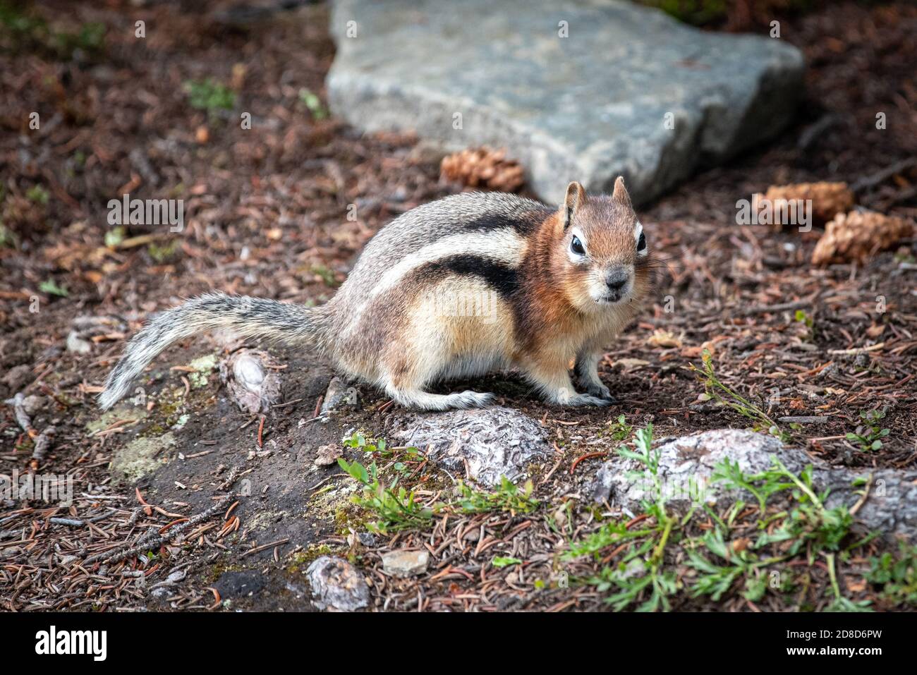 Chipmunk oriental en Canadá Foto de stock
