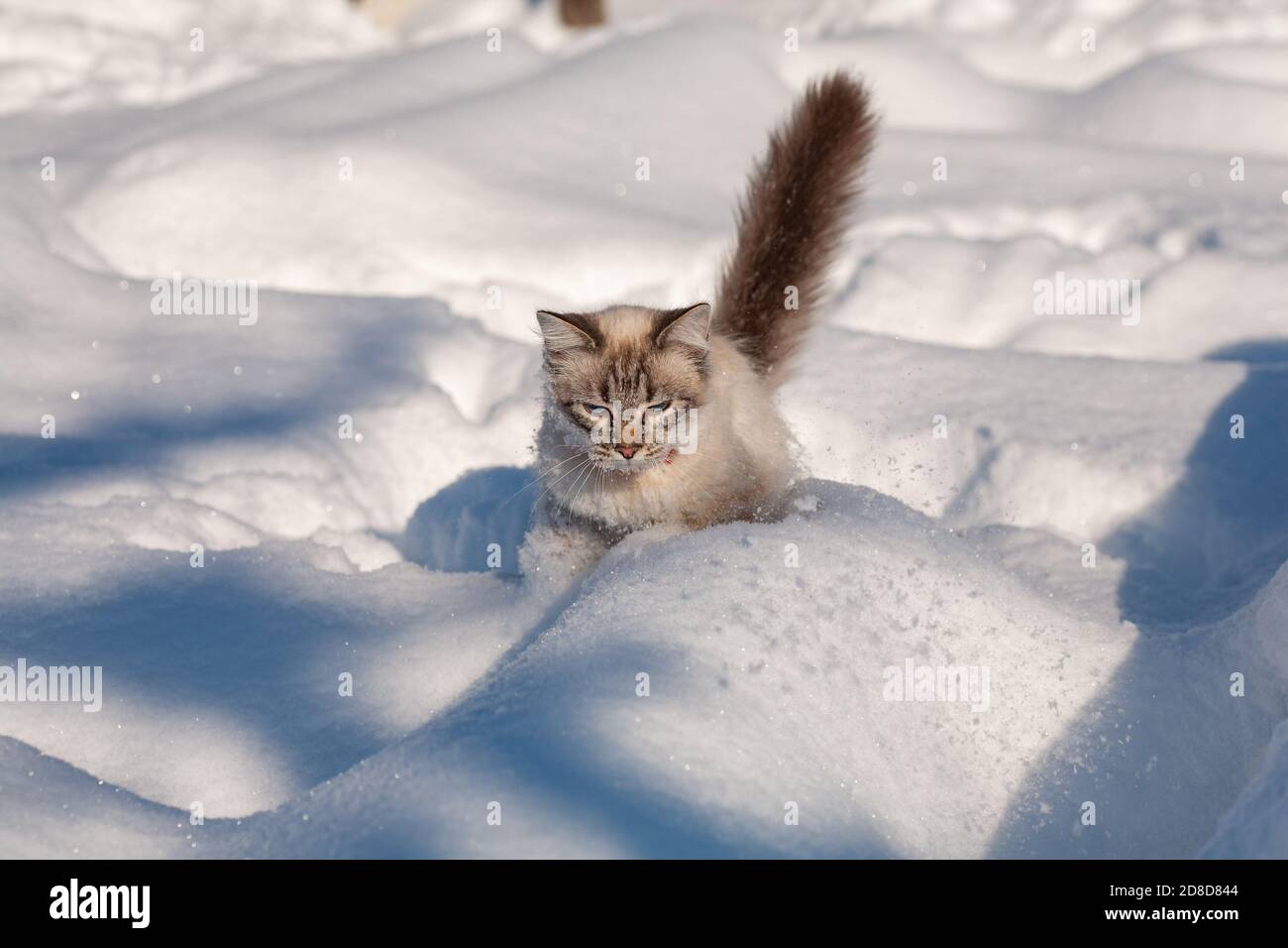 gato en la nieve. El gato se congeló en el invierno afuera, cubierto de  frío en la calle. El gato se juega con nieve en el patio para la Navidad  Fotografía de